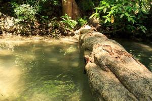 Tons of fallen trees in the Erawan Waterfall are beautiful nature. Foreigners come to visit from many countries. It is a rich nature on the high mountains in Thailand. photo