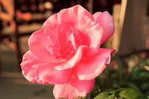 Las rosas de color rosa claro plantadas frente a la casa para decorar el jardín delantero para que sean hermosas, cálidas y románticas son importantes en el día de San Valentín y los festivales.