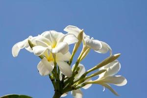 white frangipani flowers floating in the sky Against the backdrop of blue-blue sky, sunny day, clear light and bright scenery in summer, clear air.