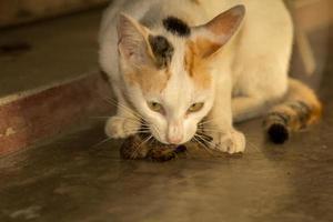 un gato salvaje está comiendo gorriones como un depredador con ojos brillantes y listo para atrapar presas cuando tiene hambre, siendo un depredador cruel por naturaleza. foto