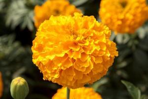 Marigolds that bloom and bloom in farmer's gardens, grown for sale and strung into garlands for monks, are an Asian tradition in India and Thailand as a symbol of prosperity. photo