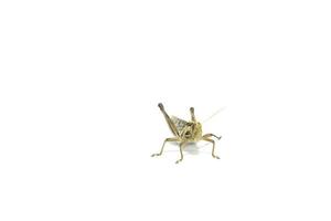 Grasshoppers are hostile poultry, destroying, eating vegetables and gardeners' agricultural produce on a white background. photo