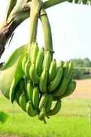 banane cavendish un día soleado con vistas brillantes y claras en verano, el clima despejado hace que los plátanos se vean nítidos en un día soleado, viendo crecer los plátanos y listos para ser cosechados pronto en los agricultores foto