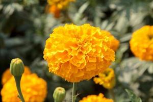 Marigolds that bloom and bloom in farmer's gardens, grown for sale and strung into garlands for monks, are an Asian tradition in India and Thailand as a symbol of prosperity. photo