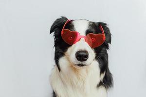 St. Valentine's Day concept. Funny puppy dog border collie in red heart shaped glasses isolated on white background. Lovely dog in love celebrating valentines day. Love lovesick romance postcard. photo