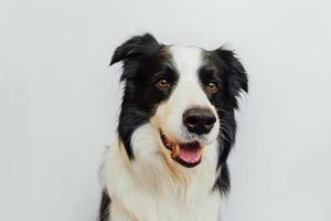 Funny emotional dog. Cute puppy dog border collie with funny face isolated on white background. Cute pet dog. Pet animal life concept. photo