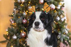 Gracioso lindo cachorro border collie con traje de Navidad sombrero de cuernos de ciervo cerca del árbol de Navidad en el fondo interior de la casa. preparación para las vacaciones. feliz concepto de feliz navidad. foto