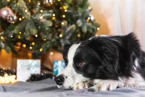 Funny portrait of cute puppy dog border collie with gift box and defocused garland lights lying down near Christmas tree at home indoors. Preparation for holiday. Happy Merry Christmas time concept. photo