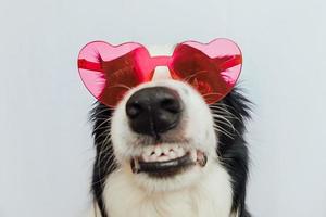 St. Valentine's Day concept. Funny puppy dog border collie in red heart shaped glasses isolated on white background. Lovely dog in love celebrating valentines day. Love lovesick romance postcard photo