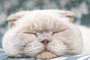 gracioso gato británico blanco doméstico de pelo corto durmiendo en casa. gatito descansando y relájate en el sofá azul. cuidado de mascotas y concepto de animales. foto