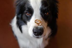 Will you marry me. Funny portrait of cute puppy dog border collie holding two golden wedding rings on nose, close up. Engagement, marriage, proposal concept. photo