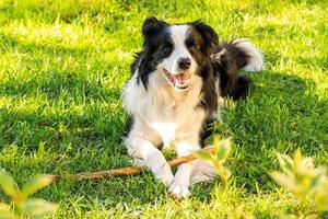 Pet activity. Cute puppy dog border collie lying down on grass chewing on stick. Pet dog with funny face in sunny summer day outdoors. Pet care and funny animals life concept. photo