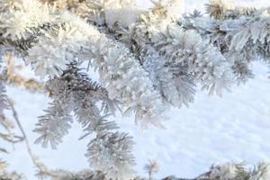 Frosty fir tree with shiny ice frost in snowy forest park. Christmas tree covered hoarfrost and in snow. Tranquil peacful winter nature. Extreme north low temperature, cool winter weather outdoor. photo