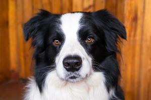 Funny portrait of puppy dog border collie indoors. Cute pet dog resting playing at home. Pet animal life concept. photo