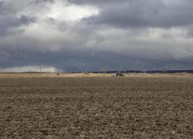 paisaje con tractor agrícola arando un campo en primavera rodeado de gaviotas de alimentación foto