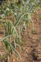 Spring garlic is growing in the vegetable garden. Growing garlic in a plant. Farm vegetable. Small sapling of garlic. photo