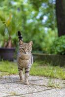 beauty wild cat walking in the garden photo