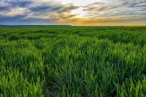 day landscape with a young green wheat field with colorful sky photo
