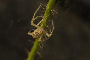 es una vista cercana de la araña tomada para mostrar la belleza de esta pequeña criatura foto