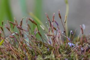 Macro shot of growing green moss. Moss closeup, macro. Grows on the tree, beautiful background. photo