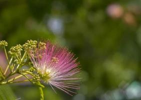 imagen de una linda flor rosa floreciente y esponjosa. albizia julibrissin árbol de seda persa, árbol de seda rosa. increíbles flores tropicales brillantes foto