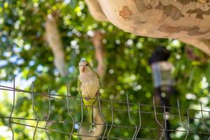 Green monk parakeet parrot sitting on a mesh fence photo