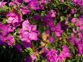 Violet bougainvillea flowers surrounded with green leafs, front focus blurred background photo