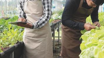 agricultrice travaillant tôt à la ferme tenant un panier en bois de légumes frais et une tablette.. video