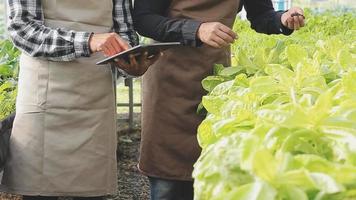 femmina contadino Lavorando presto su azienda agricola Tenere legna cestino di fresco verdure e tavoletta.. video