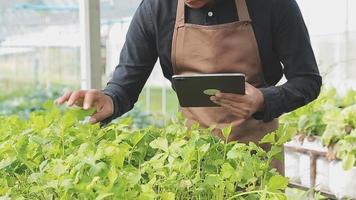 female farmer working early on farm holding wood basket of fresh vegetables and tablet.. video