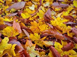 Autumn leaves on the forest floor photo