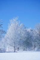 Winter landscape with icy, snowy birch trees on snow-covered field. Frosty landscape photo