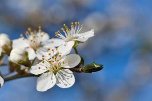 Branch with cherry blossom on fruit tree in garden. Blossom in spring. With bokeh. photo