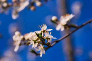 rama con flor de cerezo en el árbol frutal en el jardín. florecer en primavera. con bokeh. foto