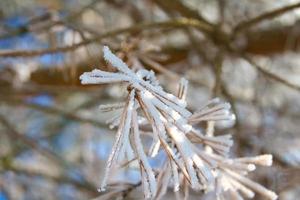 se forman cristales de hielo en las ramas y se congelan en todas direcciones. una rica textura