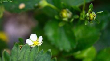 Strawberry plant with white earth flowers in the garden. Fruit not yet ripe photo