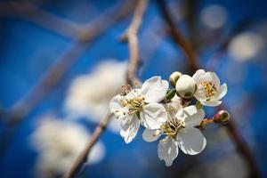Branch with cherry blossom on fruit tree in garden. Blossom in spring. With bokeh. photo