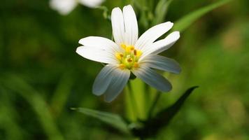 flores silvestres con humor ligero en bokeh. pétalos finos. tiro de la naturaleza del mundo de las plantas foto