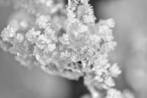 cristales de hielo se congelaron en todas direcciones. se formaron abundantes formas texturizadas y extrañas foto