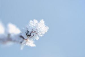 Ice crystals formed on branches and freeze in all directions. A richly textured photo