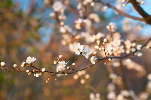 Branch with cherry blossom on fruit tree in garden. Blossom in spring. With bokeh. photo