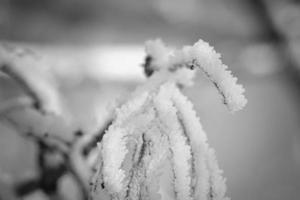 Ice crystals formed on branches and freeze in all directions. A richly textured photo