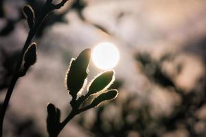 Magnolia buds on a magnolia tree with the moon in the background. Magnolia trees photo