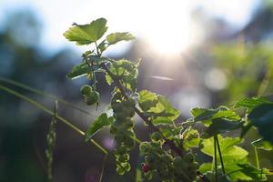 red currants on bush in garden with sunlight in background. Vitamin C rich fruit photo