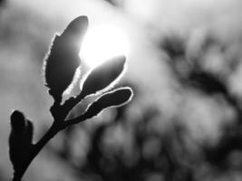 capullos de magnolia en un árbol de magnolia tomado en blanco y negro con el fondo de la luna foto