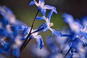 The flower bluestar in a soft light bokeh photo