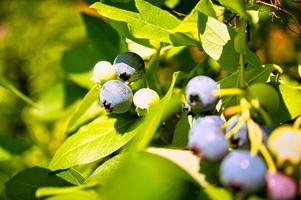 Blueberry on the bush, purple blue fruit. Fruit with green leaves. Harvest from garden photo