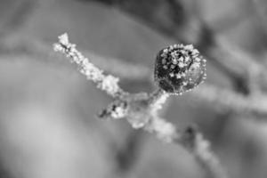 Ice crystals on a rose hip fruit in black and white. It created a textured photo