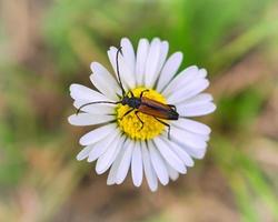 A macro shot of a beetle on a flower. Detailed and beautiful photo