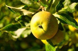manzana en la rama. la fruta cuelga del árbol. fruta rica en vitaminas. alimento foto
